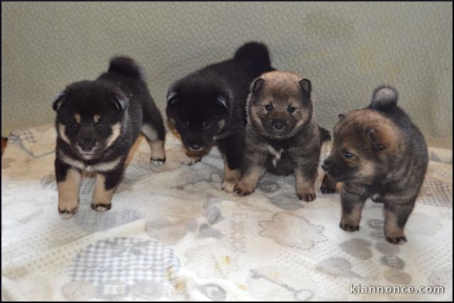 Adoption chiot Shiba inu disponible 