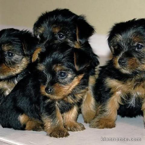 adoption chiot Yorkshire 