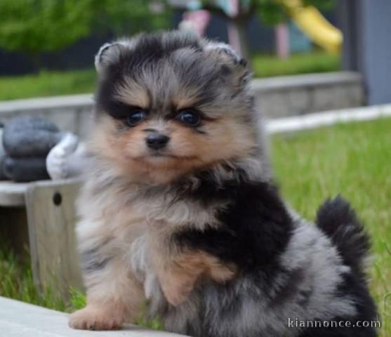 Chiots spitz allemand à adopter 