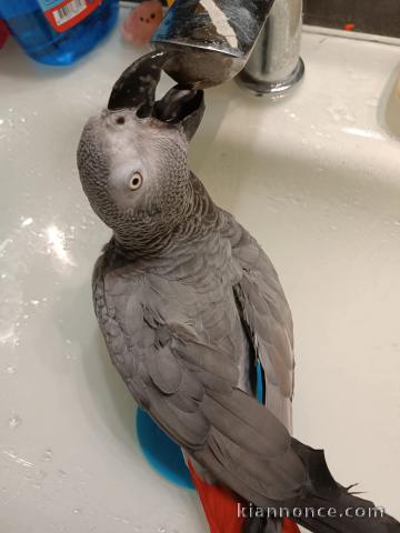 Perroquet gris du Gabon à vendre 