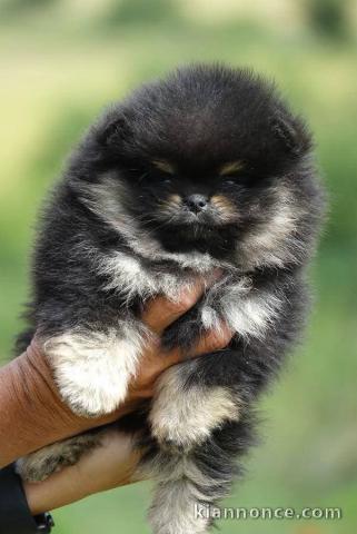 chiots spitz nain disponible 