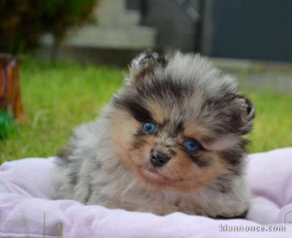 Chiots spitz nain disponible 