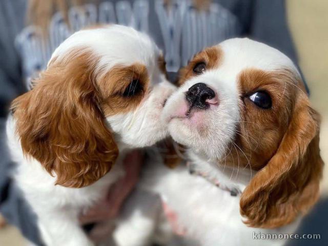 chiot cavalier king charle à adopter 