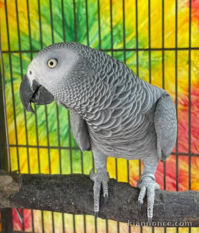 Perroquet gris du Gabon à vendre 