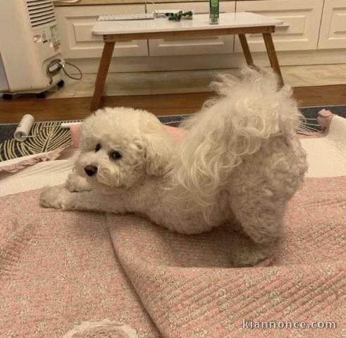 Je donne chiot bichon maltais disponible 