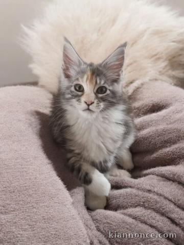 Magnifique chatons maine coon disponible 