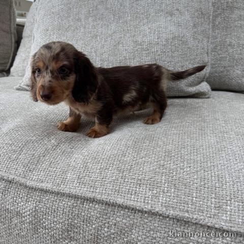 chien teckel arlequin kaminche a donner 