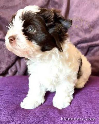 chiot Yorkshire terrier a donné 