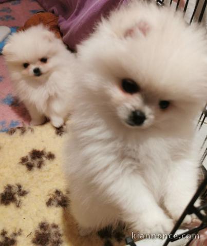 Magnifique chiot spitz allemand a vendre 