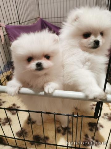 Je donne chiot spitz allemand 