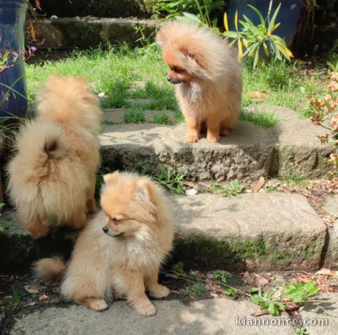 Adorable chiot spitz allemand 