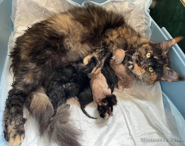 Chaton Maine coon adorable a donner 