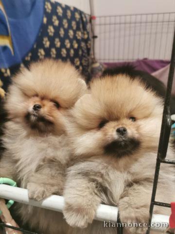 Magnifique chiot spitz allemand 