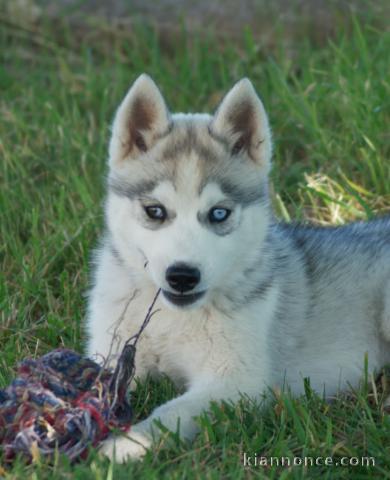 Je donne chiot sibérien husky femelle 