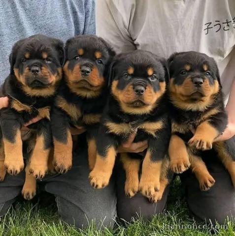 Chiots rottweiler à donner 