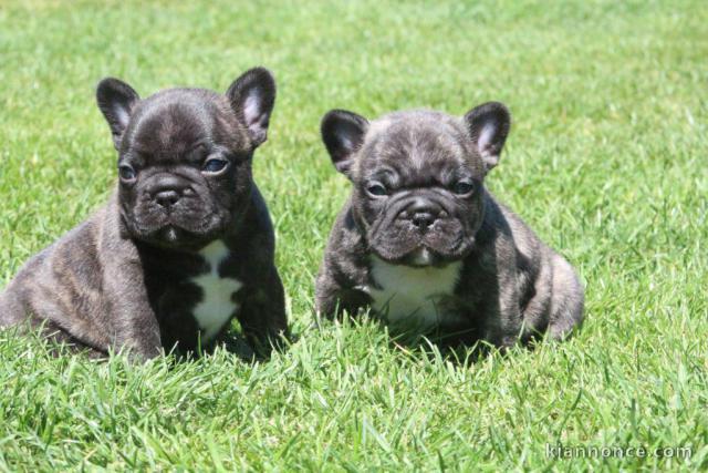 Chiots bouledogue français a donner 