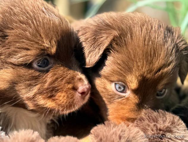 Adoption chiot berger australien à donner 