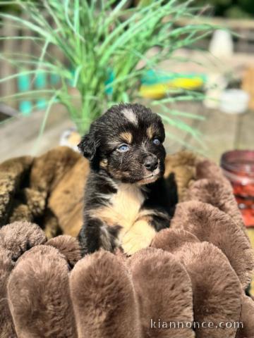 Je donne chiot berger australien 