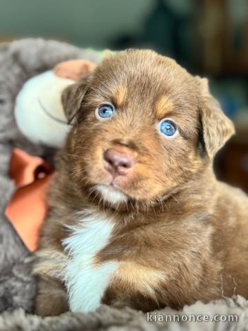 Eosn chiot berger australien 