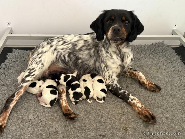 Je donne chiot épagneul breton 