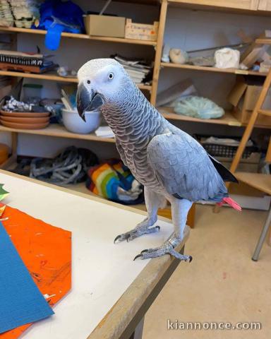 À adopter perroquet gris du Gabon 