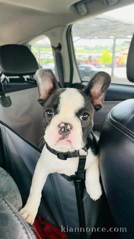 Chiots bouledogue français à adopter 
