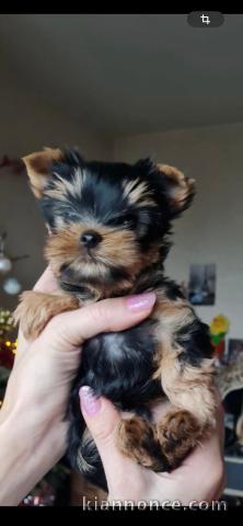 Chiots Yorkshire a donner 