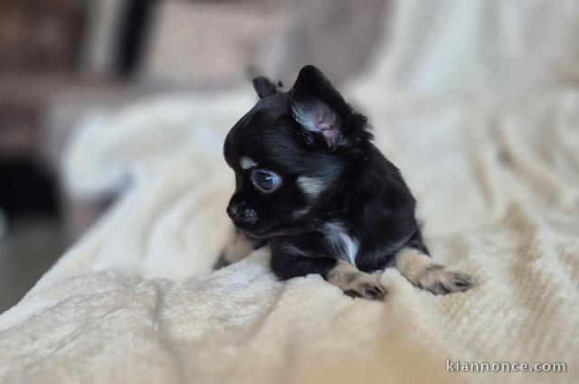 Adoption chiot chihuahua disponible 
