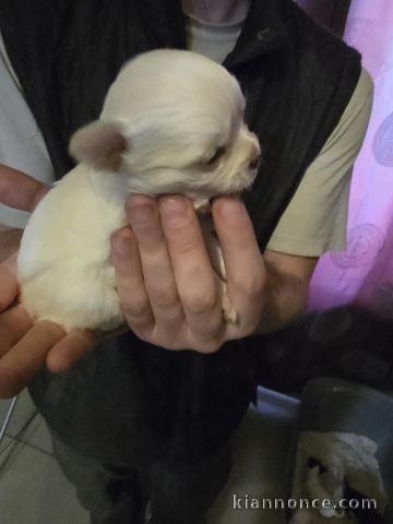 chiot chihuahua à adopter 