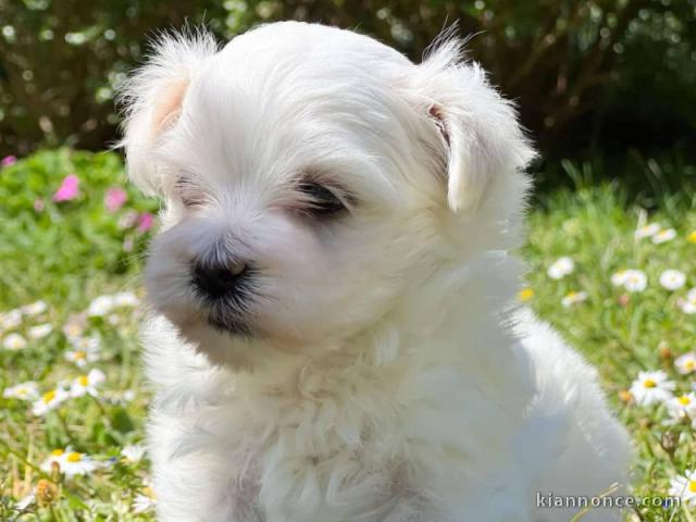 Chiots bichon maltais à adopter 