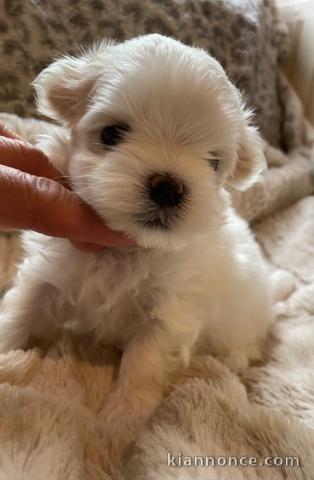 Adoption chiot bichon maltais 
