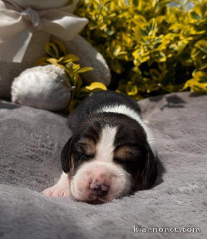 Dons chiot beagle disponible 