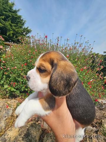 Je donne chiot beagle disponible 