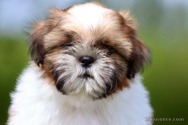 Chiots Shih Tzu à donner 