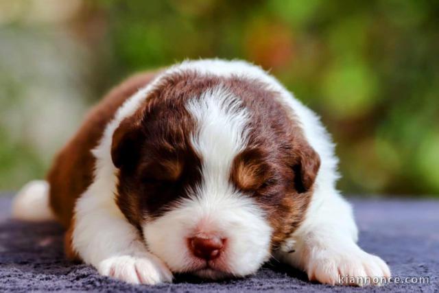 Chien berger australien disponible 