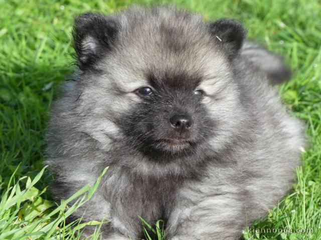 Je donne chiot spitz nain 