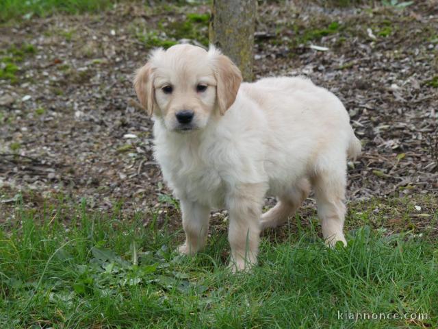 Chiots golden retriever mâle a donner 