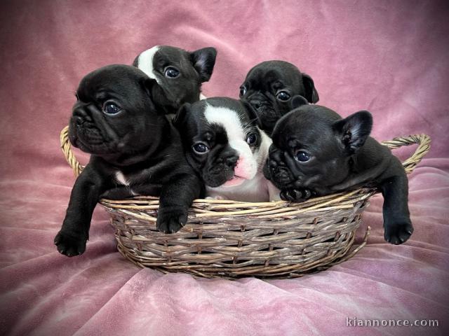 Adoption chiot bouledogue français 
