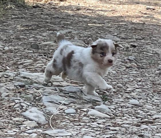 Je donne chiot berger australien mâle 