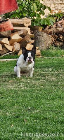 Dons chiot bouledogue français 