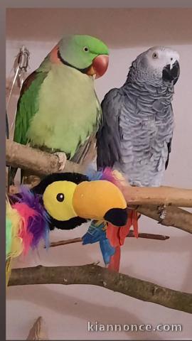 Perroquet gris du Gabon disponible de suite 