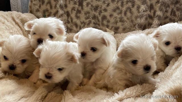Je vends chiots bichon maltais disponible 