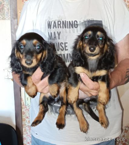 adoption chiot teckel nain 