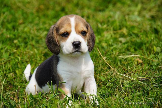 magnifique chiot beagle disponible 