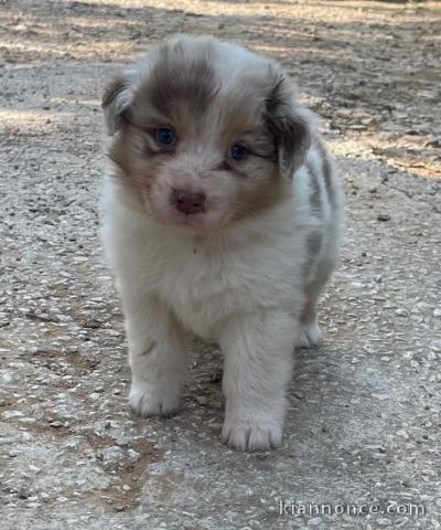 chiots berger australien disponible 