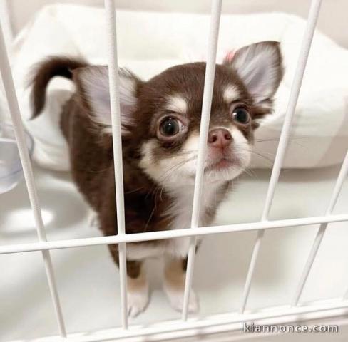 je donne chiot chihuahua femelle 