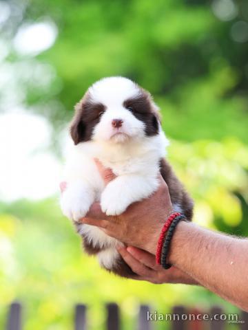 Border collie chiots à vendre