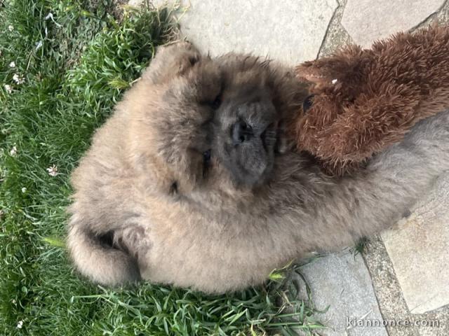 Chiots chow-chow à donner 