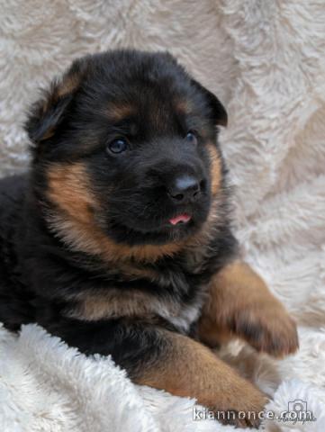 Je donne chiot berger allemand 