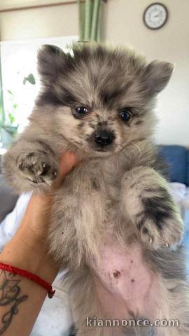 Chiots spitz nain disponible 